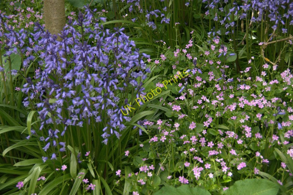 Photo 6"x4" Garden outcasts, Valyie, Norwick Kirkaton c2010