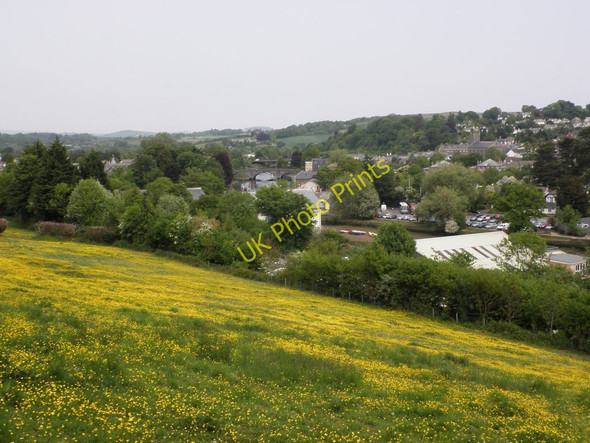 Photo 6"x4" Buttercup meadow, to the south of Totnes Totnes c2010