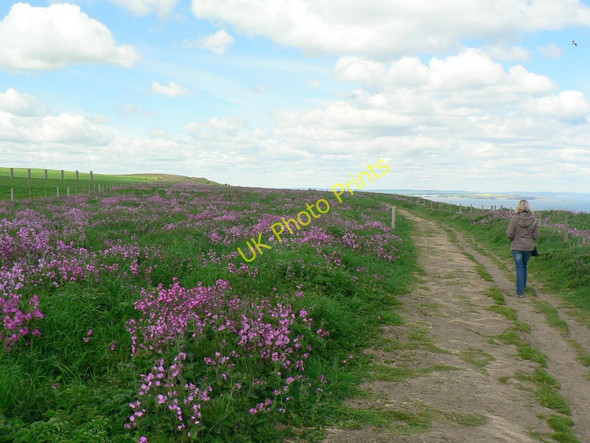 Photo 6"x4" Headland Way, Bempton Cliffs Bempton c2010