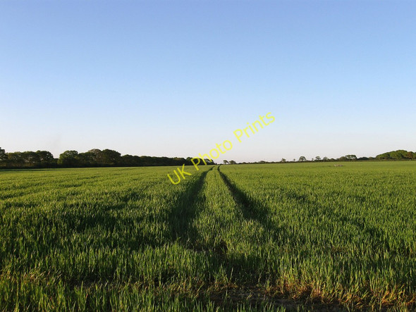 Photo 6"x4" Bridge Field Ripe c2010