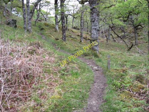 Photo 6"x4" Glenborrodale Nature Reserve Trail Glenborrodale c2010