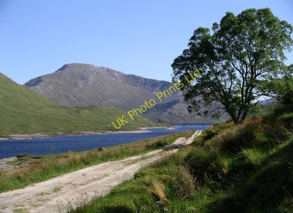 Photo 6"x4" Tree and track, Loch Quoich Bac nan Canaichean c2006