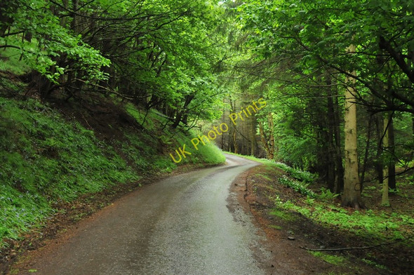 Photo 6"x4" Minor road near Elmscleugh going through a wooded valley Innerwick\/NT7274 c2010