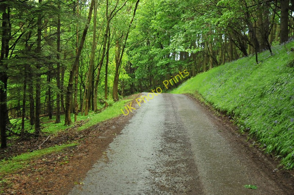 Photo 6"x4" Bluebells by the roadside near Woodhall Farm Innerwick\/NT7274 c2010