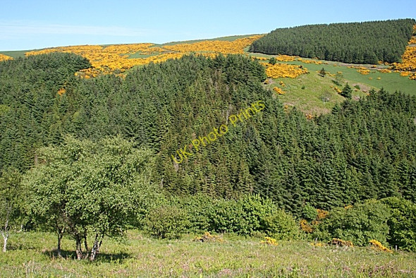 Photo 6"x4" Litterty Hill Pennan c2010