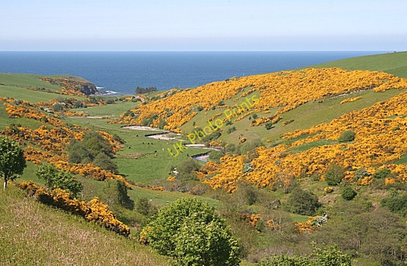 Photo 6"x4" Tore Burn Pennan c2010