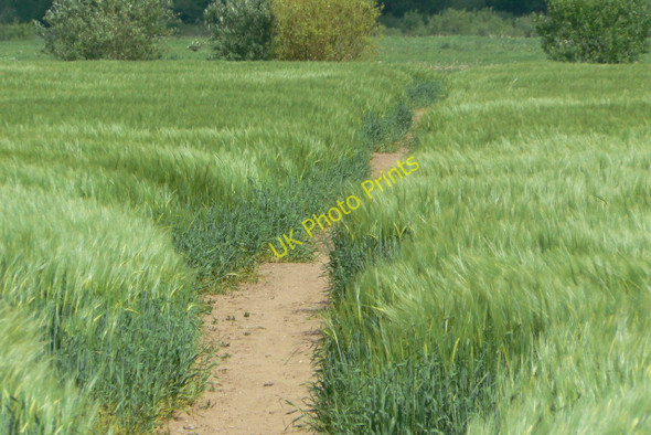 Photo 6"x4" Shimmering barley Barton in Fabis c2010