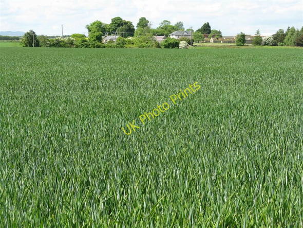 Photo 6"x4" Winter wheat at Macmerry Macmerry c2010