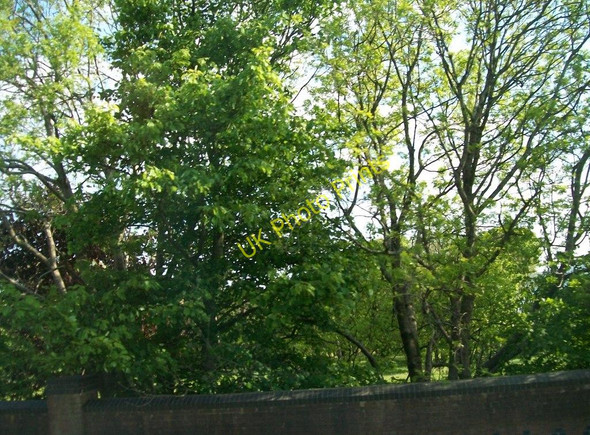 Photo 6"x4" Walled parkland adjoining the A2 Rostrevor c2010