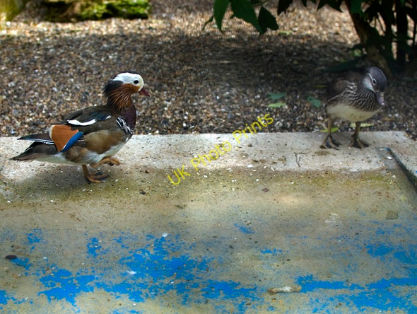 Photo 6"x4" West park ducks, Hull Kingston upon Hull c2010