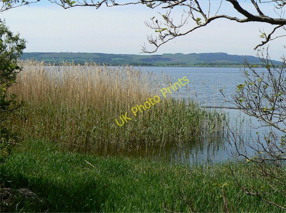 Photo 6"x4" Lochside reeds Kinnesswood c2010