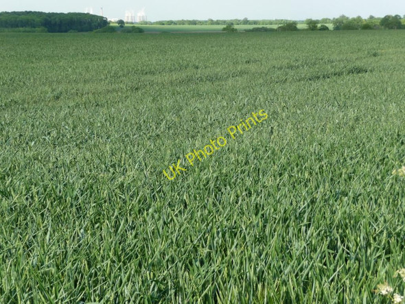 Photo 6"x4" Big wheat field, Smeaton Leys Kirk Smeaton c2010