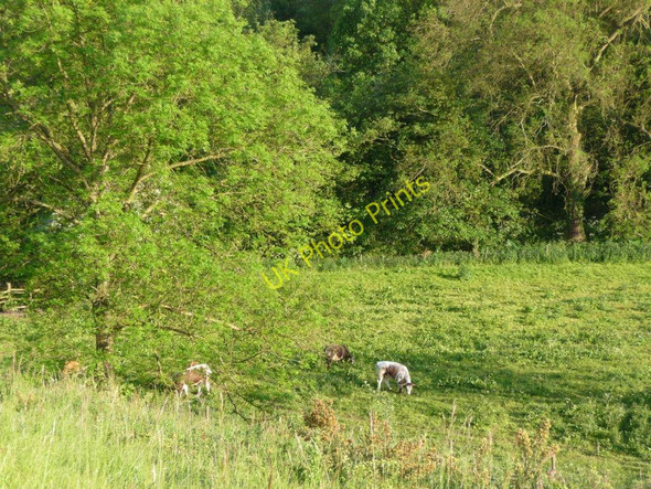 Photo 6"x4" Cattle in Brockadale Kirk Smeaton c2010