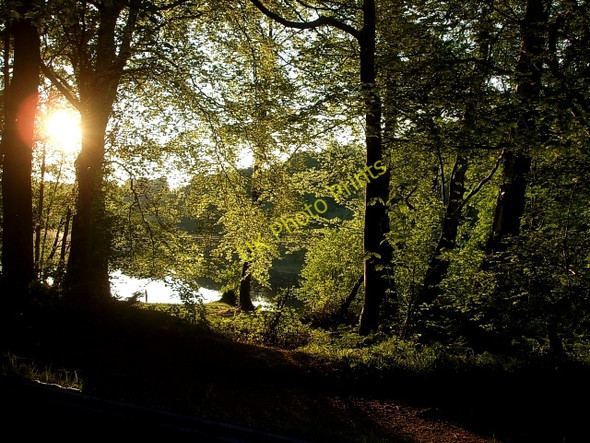 Photo 6"x4" Evening sunshine, Blake Mere Spunhill c2010