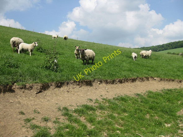 Photo 6"x4" Sheep and lambs near Hyde Farm Sollers Hope c2010