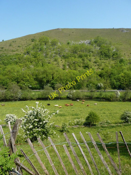 Photo 6"x4" Cattle grazing by the River Wye Little Longstone c2010