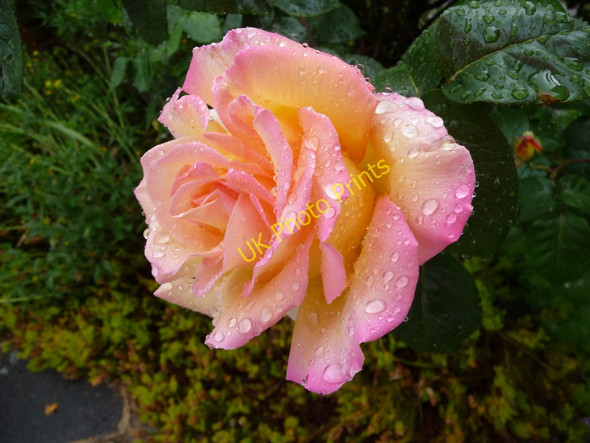 Photo 6"x4" Peace Rose after the Rain Southgate\/TQ3094 c2010