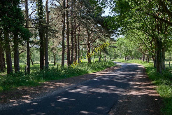 Photo 6"x4" Braggers Lane Shirley\/SZ1798 c2010