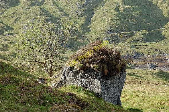 Photo 6"x4" Surviving trees on a Glen Quoich boulder Sr\u00f2n Lice na Fearna c2010