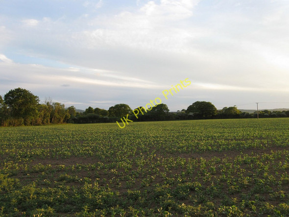 Photo 6"x4" Great Hoe Field Ripe c2010