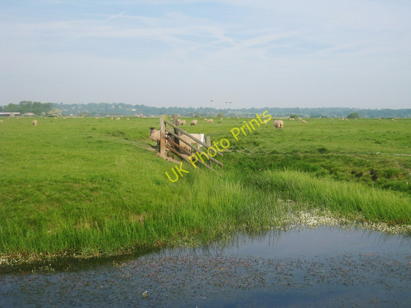 Photo 6"x4" Sheep by Guldeford Sewer East Guldeford c2010