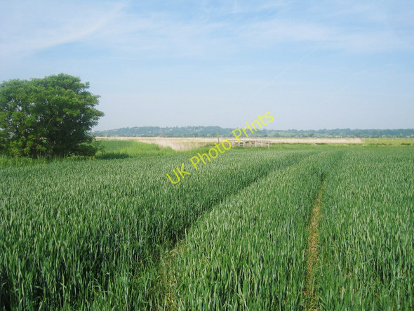 Photo 6"x4" Crop field and Tree on Durlock Street East Guldeford c2010