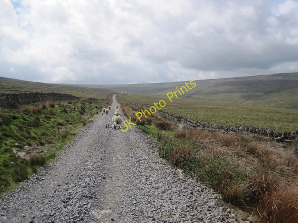 Photo 6"x4" Track towards Lunch Hut and Sheepfold Slaggyford c2010