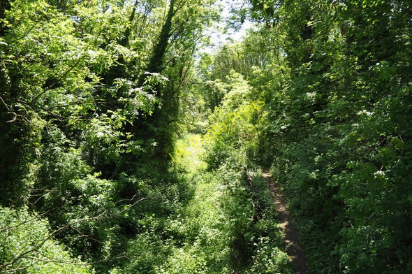 Photo 6"x4" Old Railway Cutting Fakenham c2010
