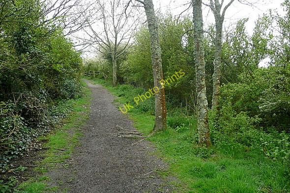 Photo 6"x4" Coastal path above West Cliff Niton c2010