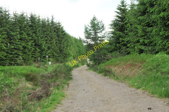 Photo 6"x4" Forest road near Stronachie Dalqueich c2010
