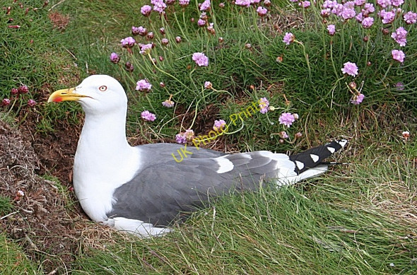 Photo 6"x4" Lesser Black-backed Gull (Larus fuscus) Goferydd c2010