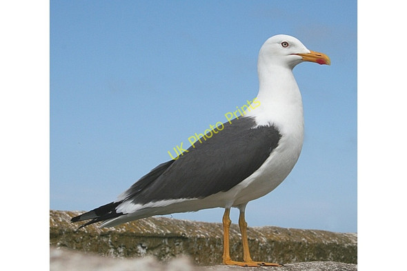 Photo 6"x4" Lesser Black-backed Gull (Larus fuscus) Goferydd c2010 P1