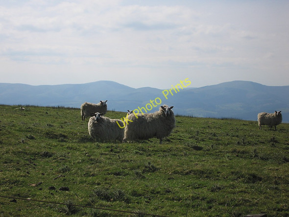 Photo 6"x4" Residents of Esgair-Wen Dylife c2010