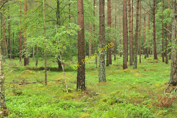 Photo 6"x4" Forest near Lethen Littlemill\/NH9150 c2010