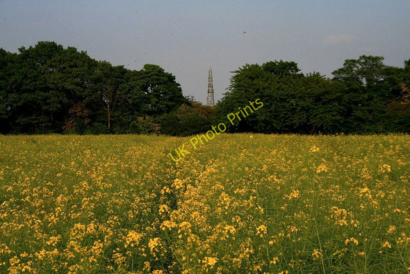 Photo 6"x4" Oilseed Rape field Ockbrook c2010