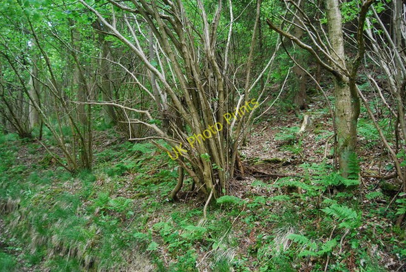 Photo 6"x4" Coppiced tree, Dalby Forest Bickley Gate Fm c2010