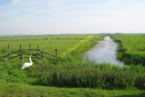Photo 6"x4" Swan by Guldeford Sewer Camber c2010