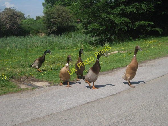 Photo 6"x4" Indian Runners on Church Lane Udimore c2010