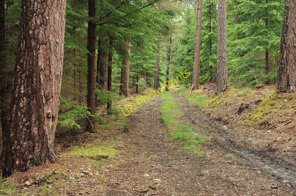 Photo 6"x4" Track into the forest near Coulmony House Ferness c2010