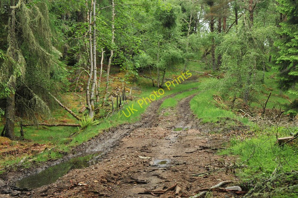 Photo 6"x4" Muddy track into the forest near Coulmony House Relugas c2010