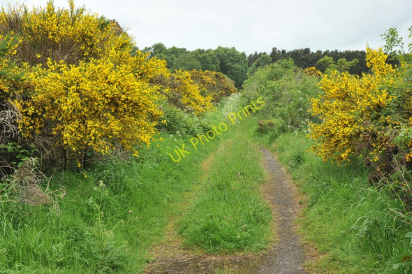 Photo 6"x4" Overgrown lane near Forres Rafford c2010