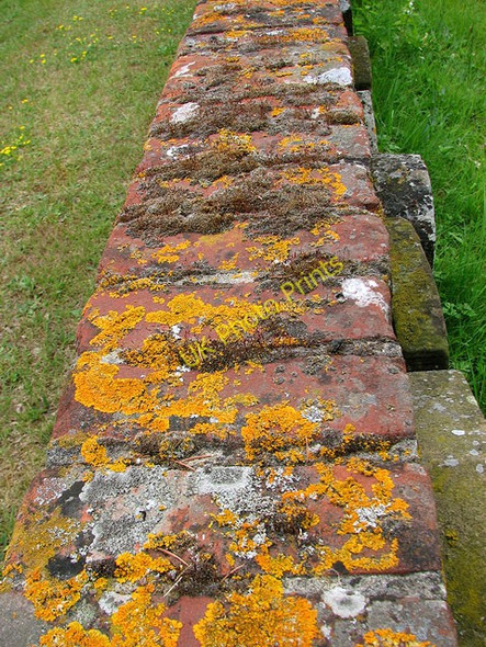 Photo 6"x4" Lichens and mosses Easton\/TG1310 c2010