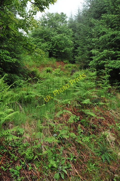 Photo 6"x4" Ferns in the forest in Glen Duror Achadh nan Darach c2010
