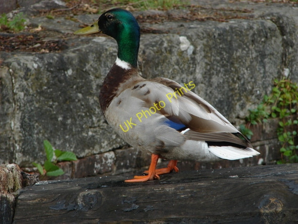 Photo 6"x4" A duck Pirbright Camp c2010