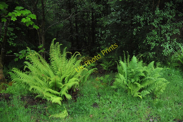 Photo 6"x4" Ferns growing in the forest in Glen Duror Achadh nan Darach c2010