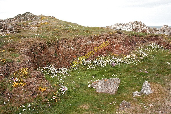 Photo 6"x4" Wildflowers on the Cliffs Llanbadrig c2010