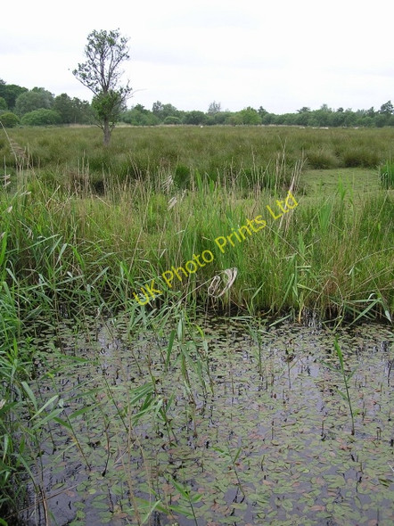 Photo 6"x4" Grazed marsh, How Hill How Hill\/TG3719 c2006