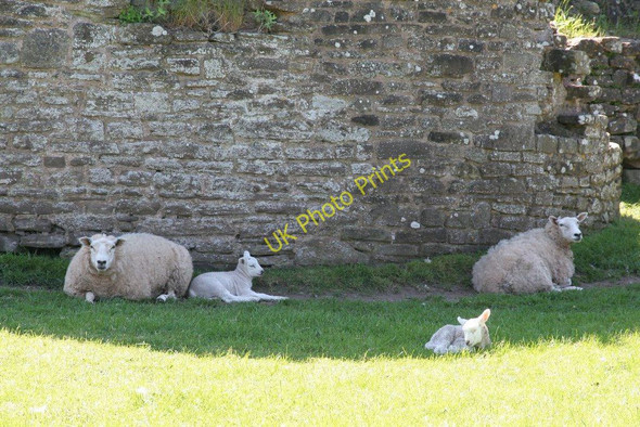 Photo 6"x4" Under the tower Tretower c2010