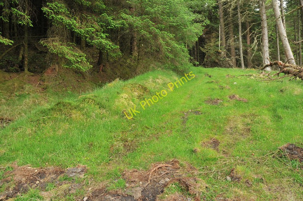 Photo 6"x4" Overgrown forest track in Lurignich Plantation Portnacroish c2010