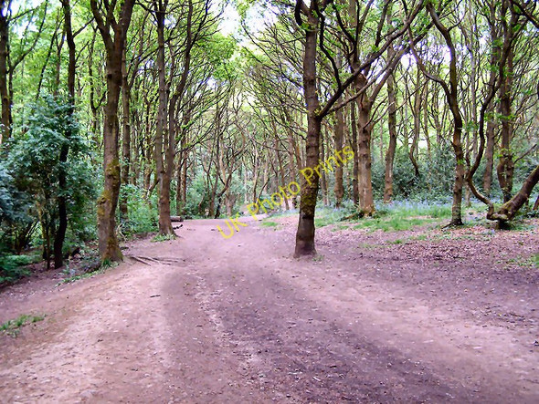 Photo 6"x4" Woodland path Adlington\/SD6013 c2010